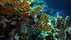  Skrzydlica na koralu